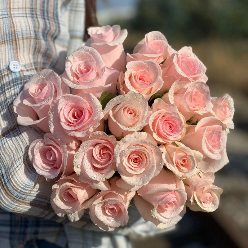 1粉红雪山云南昆明玫瑰花苗老桩浓香花卉阳台盆栽月季四季开花