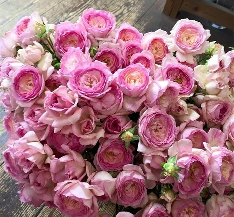 1我的美人云南昆明玫瑰花苗老桩浓香花卉阳台盆栽月季四季开花