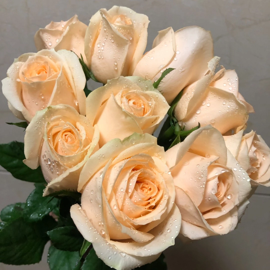 1香槟 云南昆明玫瑰花苗老桩浓香花卉阳台盆栽月季老根四季开花