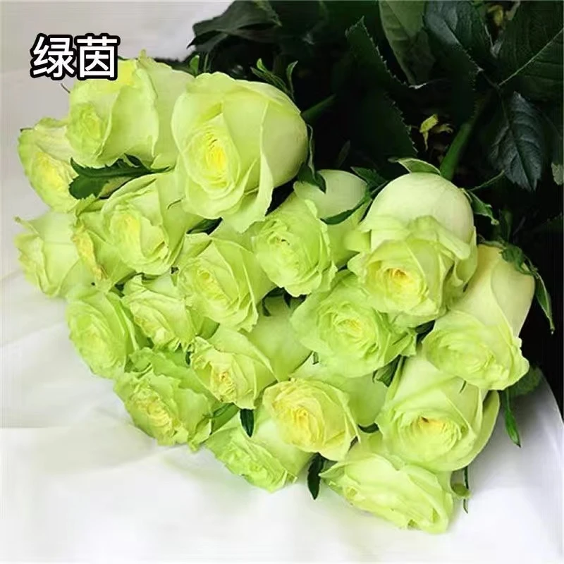 1绿茵 云南昆明玫瑰花苗老桩浓香花卉阳台盆栽月季老根四季开花