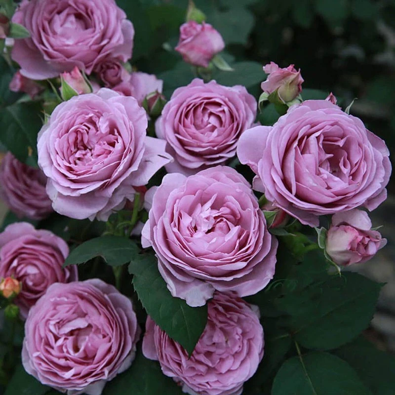 1兰爆 云南昆明玫瑰花苗老桩浓香花卉阳台盆栽月季老根四季开花