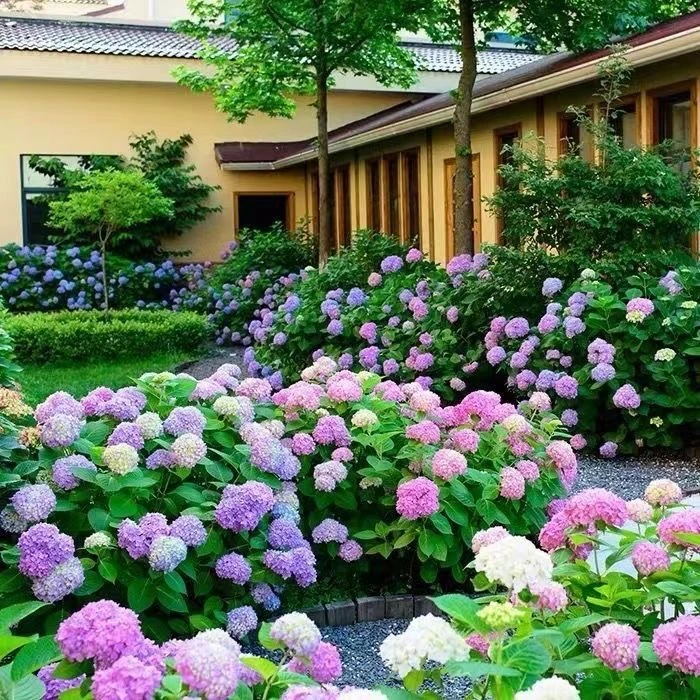 云南绣球花苗【优选5年鲜活多分枝老桩】四季开花无尽夏绣球盆栽花