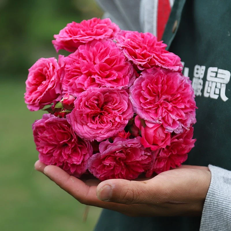 1玫昂 云南昆明玫瑰花苗老桩浓香花卉阳台盆栽月季老根四季开花