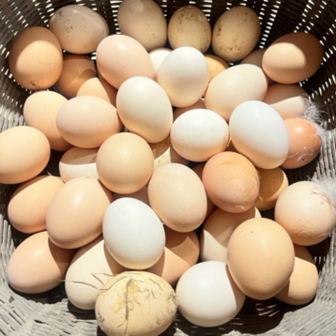 农家新鲜土鸡蛋30颗包邮净重1500克3斤