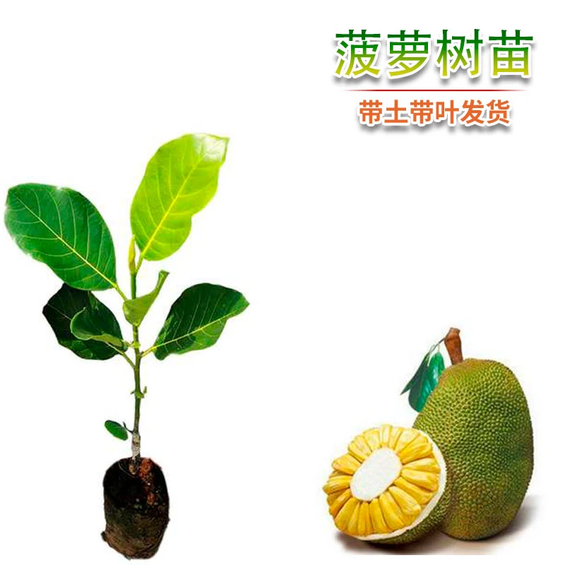 红肉菠萝蜜干包湿包菠萝蜜嫁接果树苗四季菠萝蜜南方种植结果快