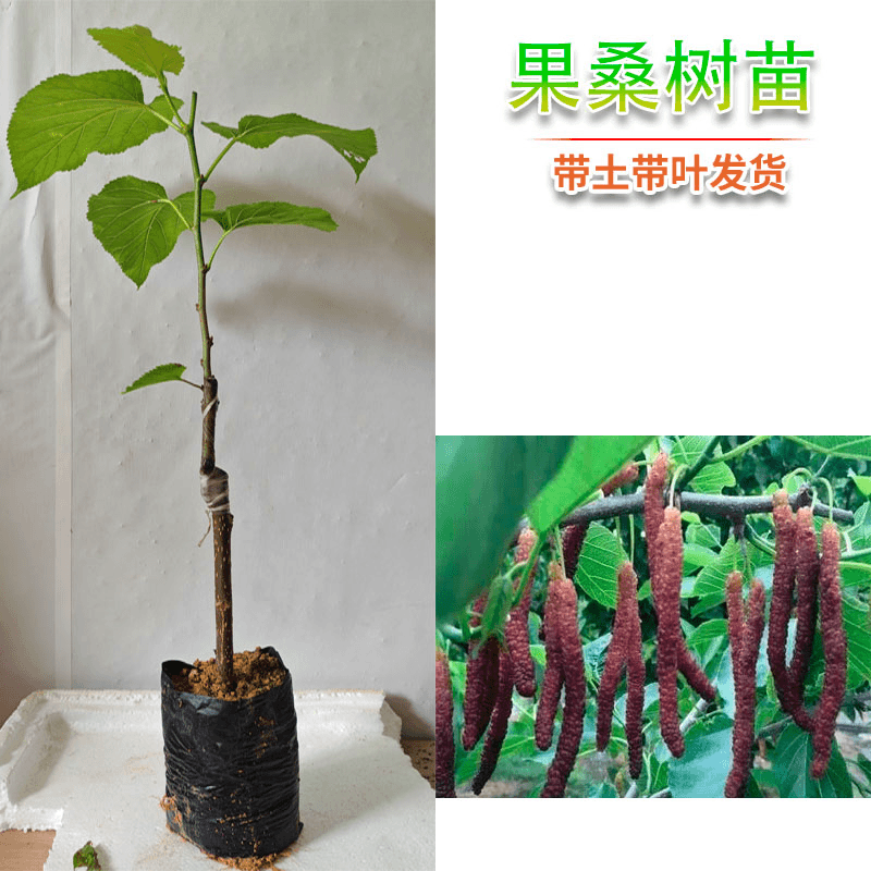 桑葚树苗长果桑大果桑白玉桑无籽桑葚南北方都可种植当年结果带土