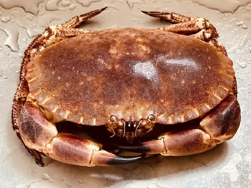 鲜活面包蟹螃蟹1.5-2斤一只蟹同城配送