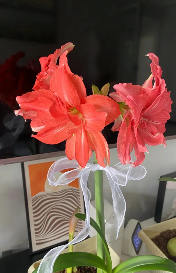 进口朱顶红【芭蕾舞女】带盆带土