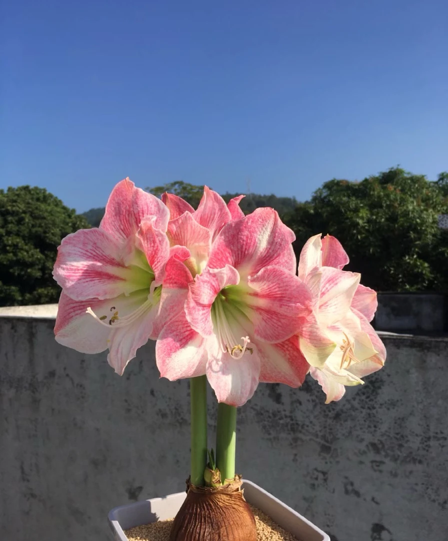 进口朱顶红（樱花）带盆带土带花苞