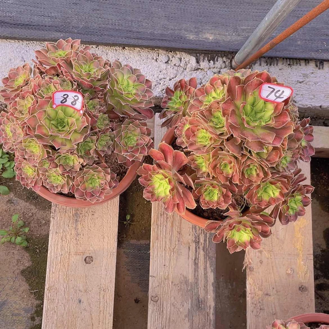 【闪购商品】莫****6韶华老桩