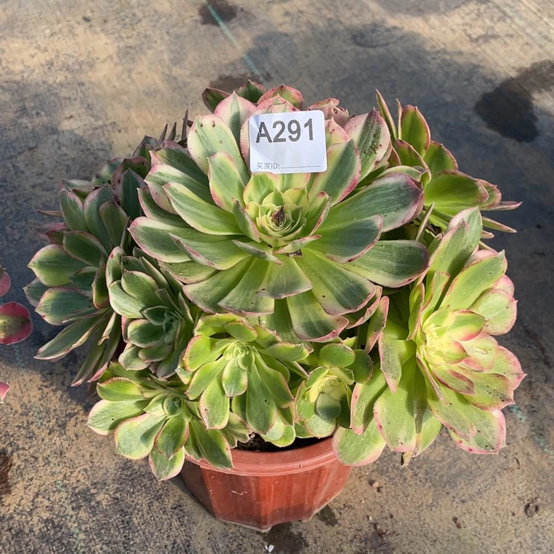 【闪购商品】海王老桩不周正