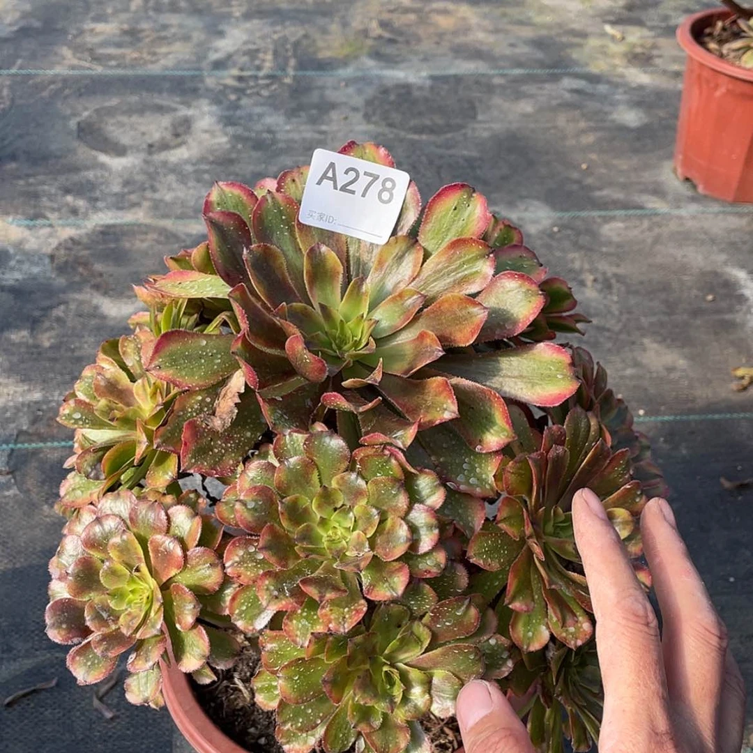 【闪购商品】粉黛老桩