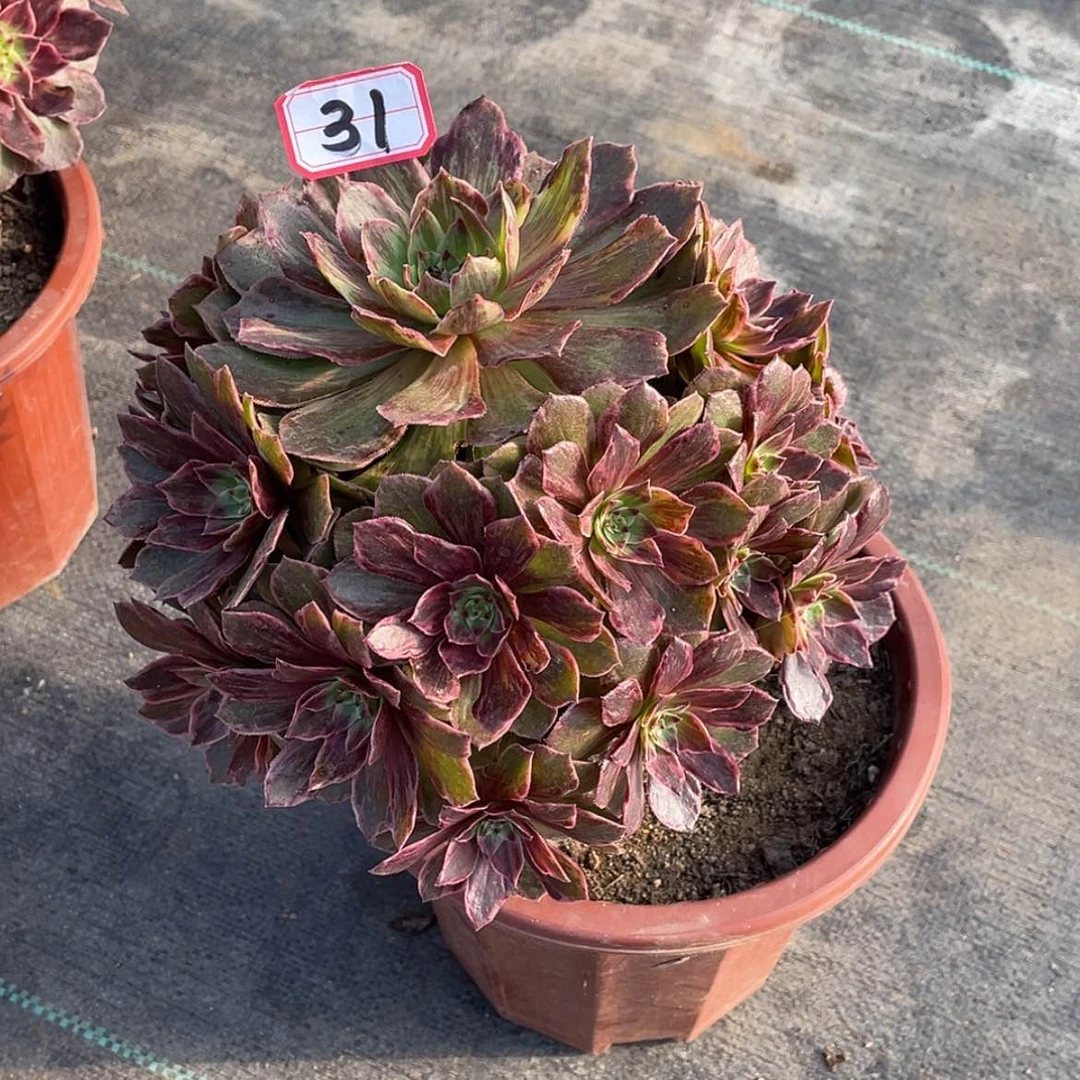 【闪购商品】黑***使万红拉丝