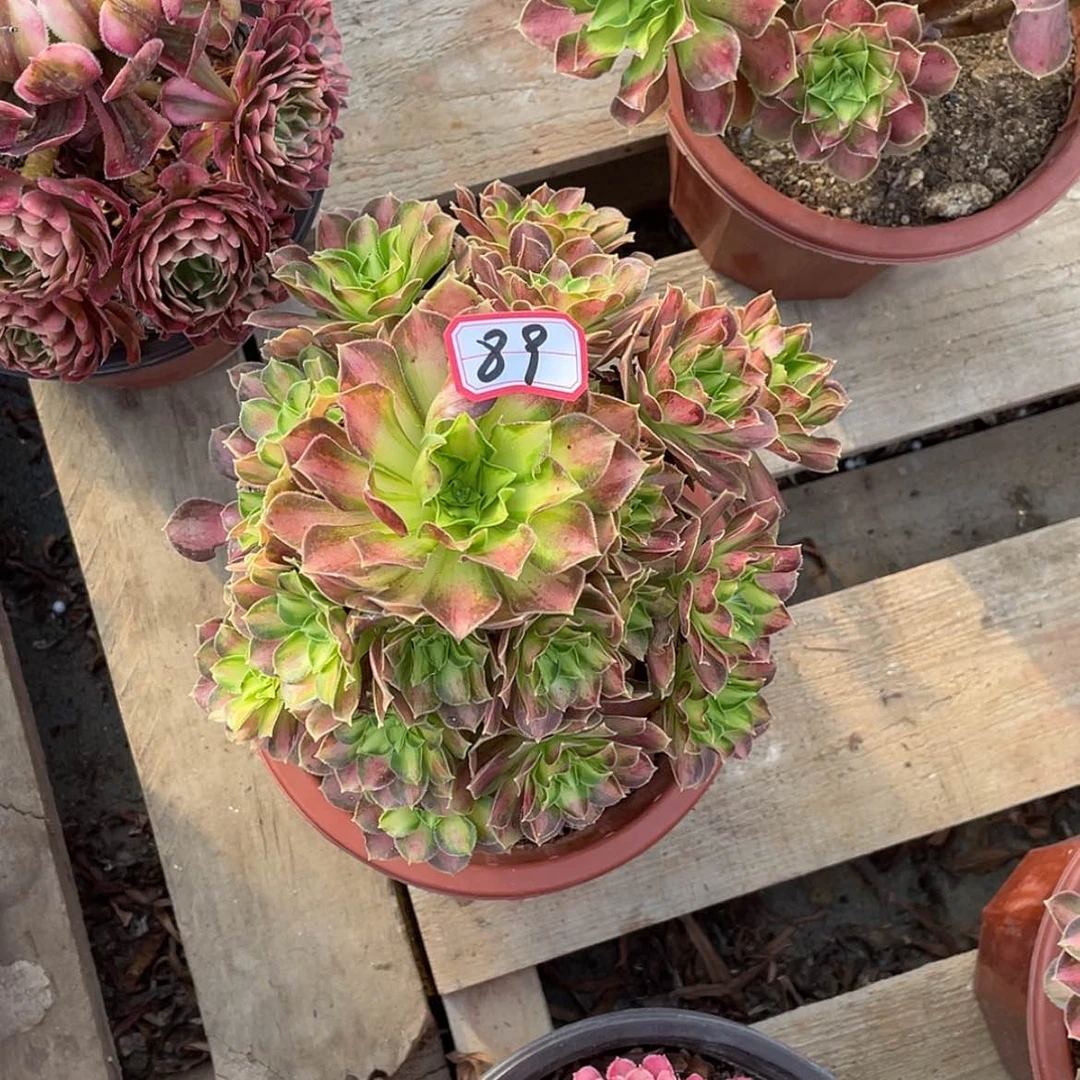 【闪购商品】C****周韶华老桩