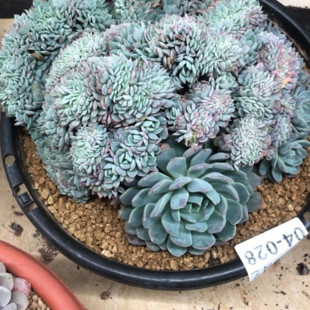 【闪购商品】宝****园04.28洞庭缀