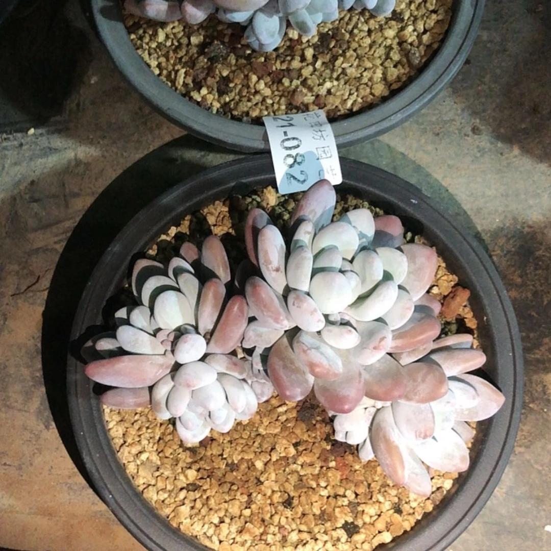 【闪购商品】蜜**儿21.82香水2