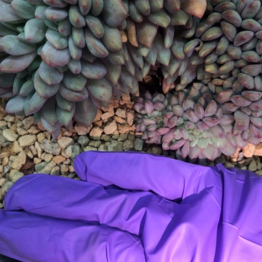 【闪购商品】09.15爱丽儿缀