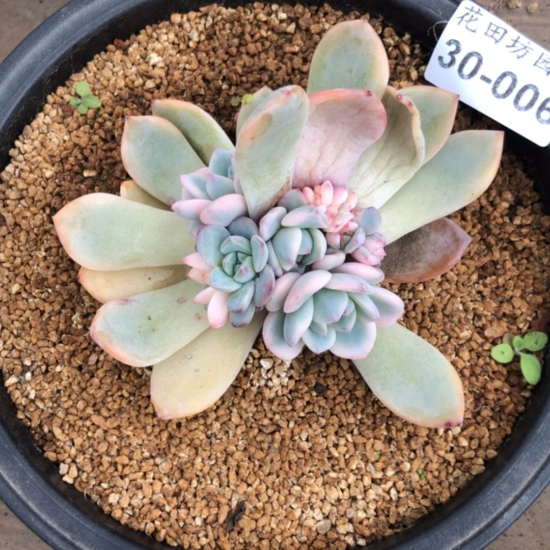 【闪购商品】慕*?30.06梦露锦