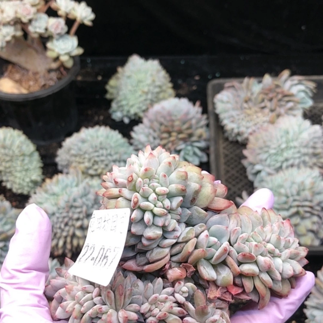 【闪购商品】南*粥22.67石榴籽瑕疵