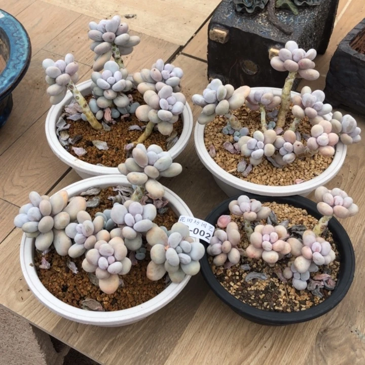 23.002奶酪多肉组合四个