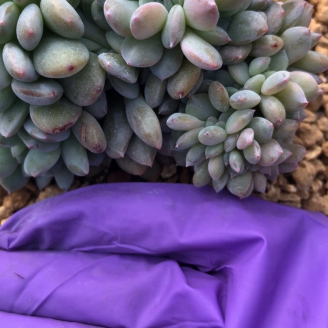 【闪购商品】协****件06.36石榴籽