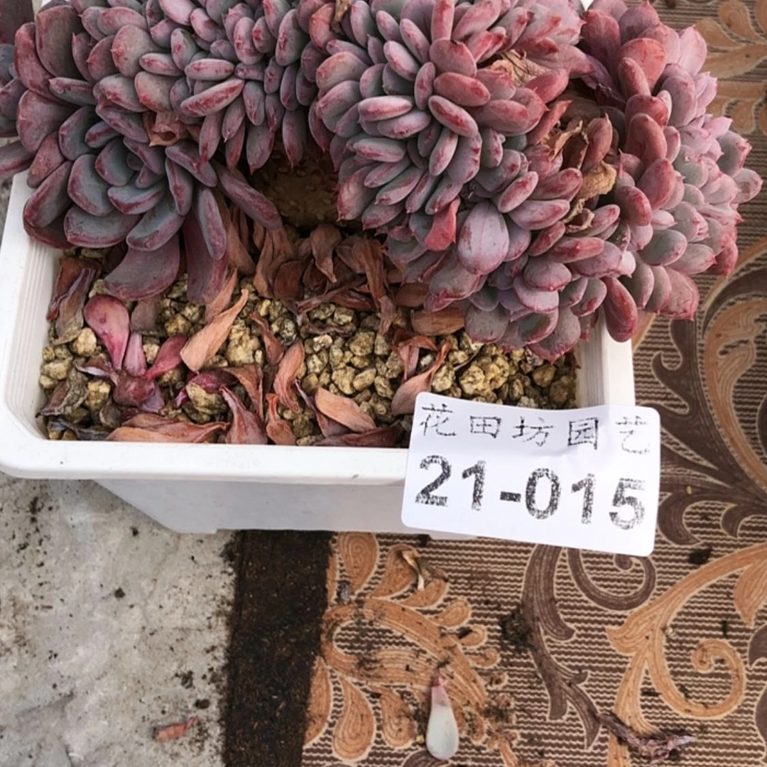 【闪购商品】?**?21.15玛瑙