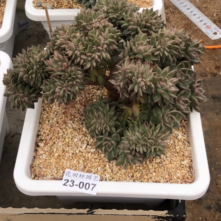 陈*晨23.007璀璨缀化一个