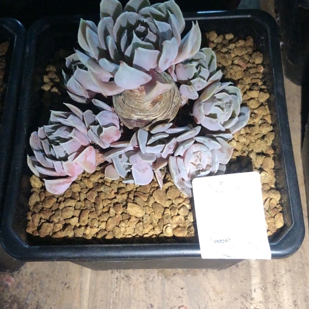 【闪购商品】澜*20.74天鹅湖