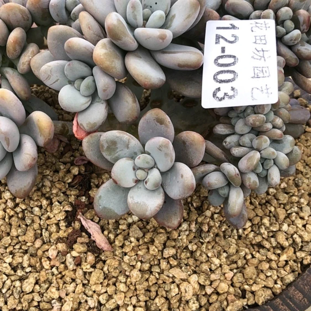 【闪购商品】穿****姨12.3香水洛神缀