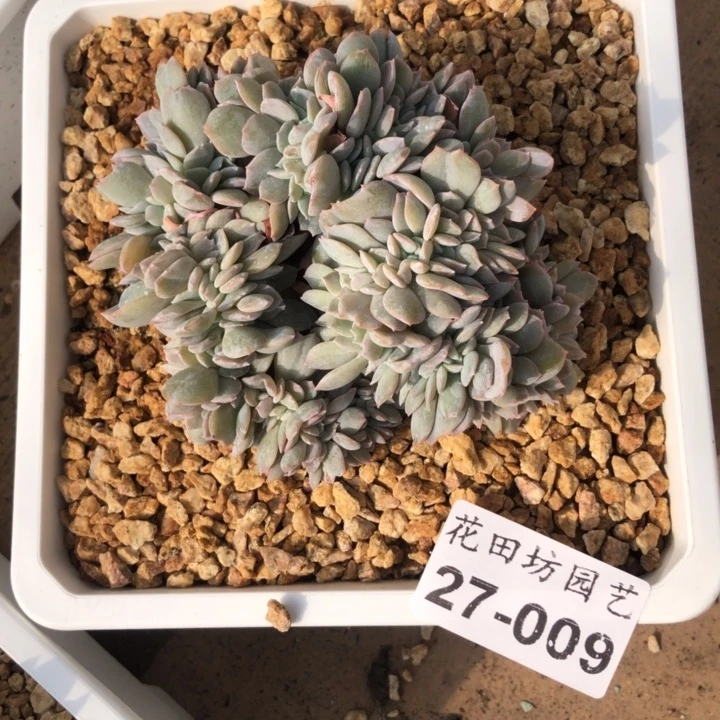 庆*27.009白茶缀化一个