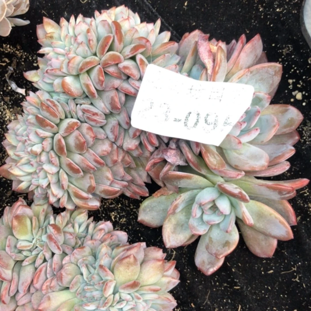 【闪购商品】路***长23.95全明星缀差价