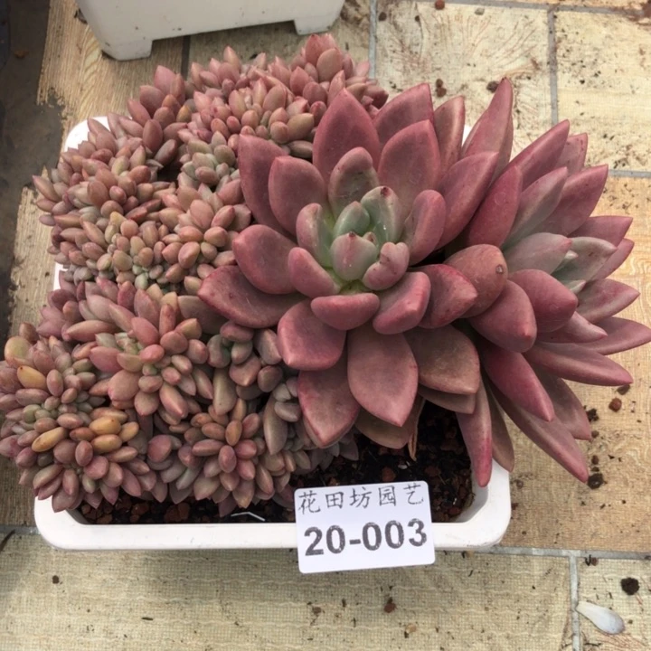 20.003桃花源缀化