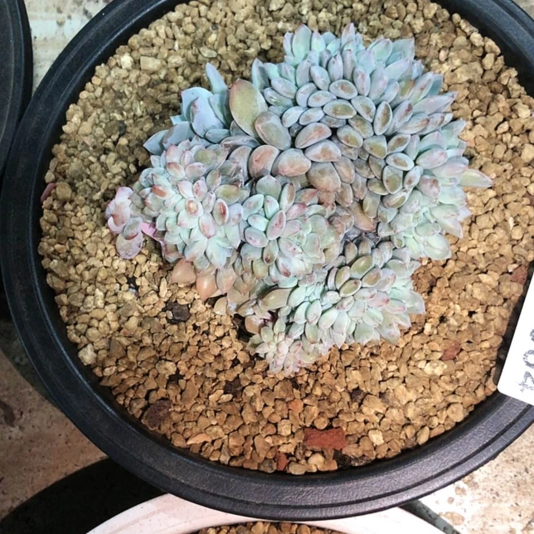 【闪购商品】甜*希19.64石榴籽
