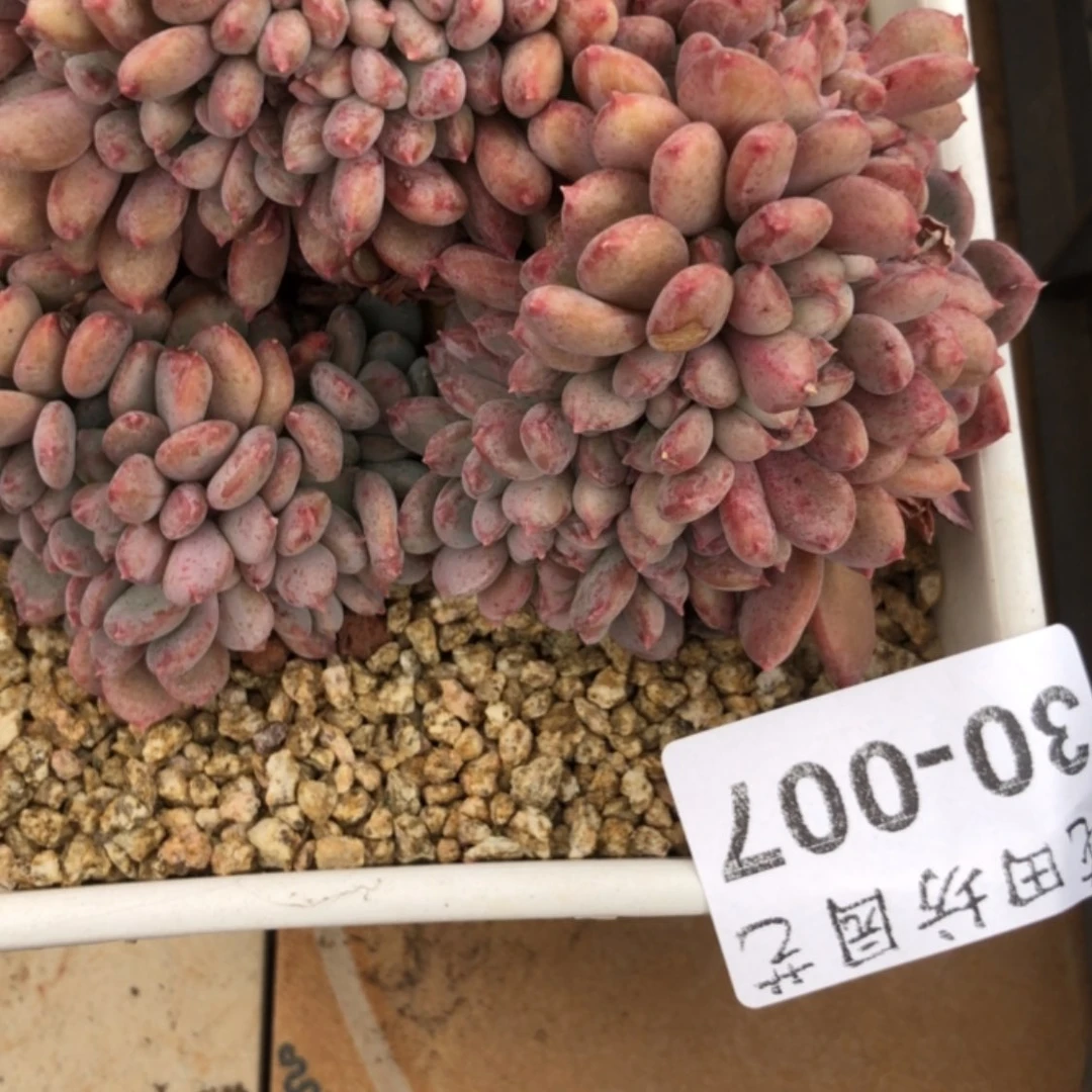 【闪购商品】春**开30.07玛瑙