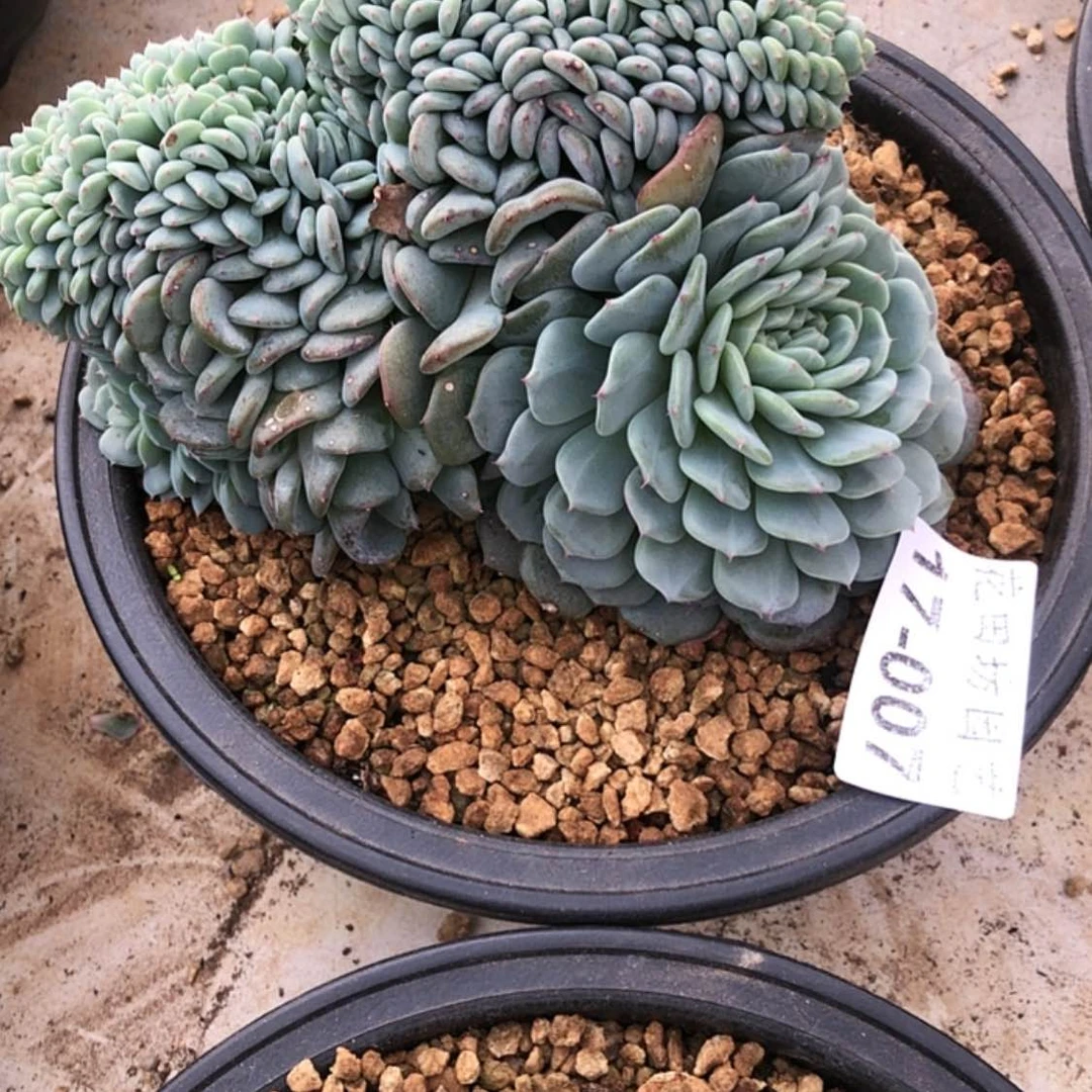 【闪购商品】心****Y17.08白胖子缀