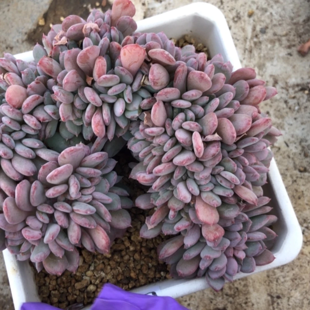 【闪购商品】唯*～02.43玛瑙