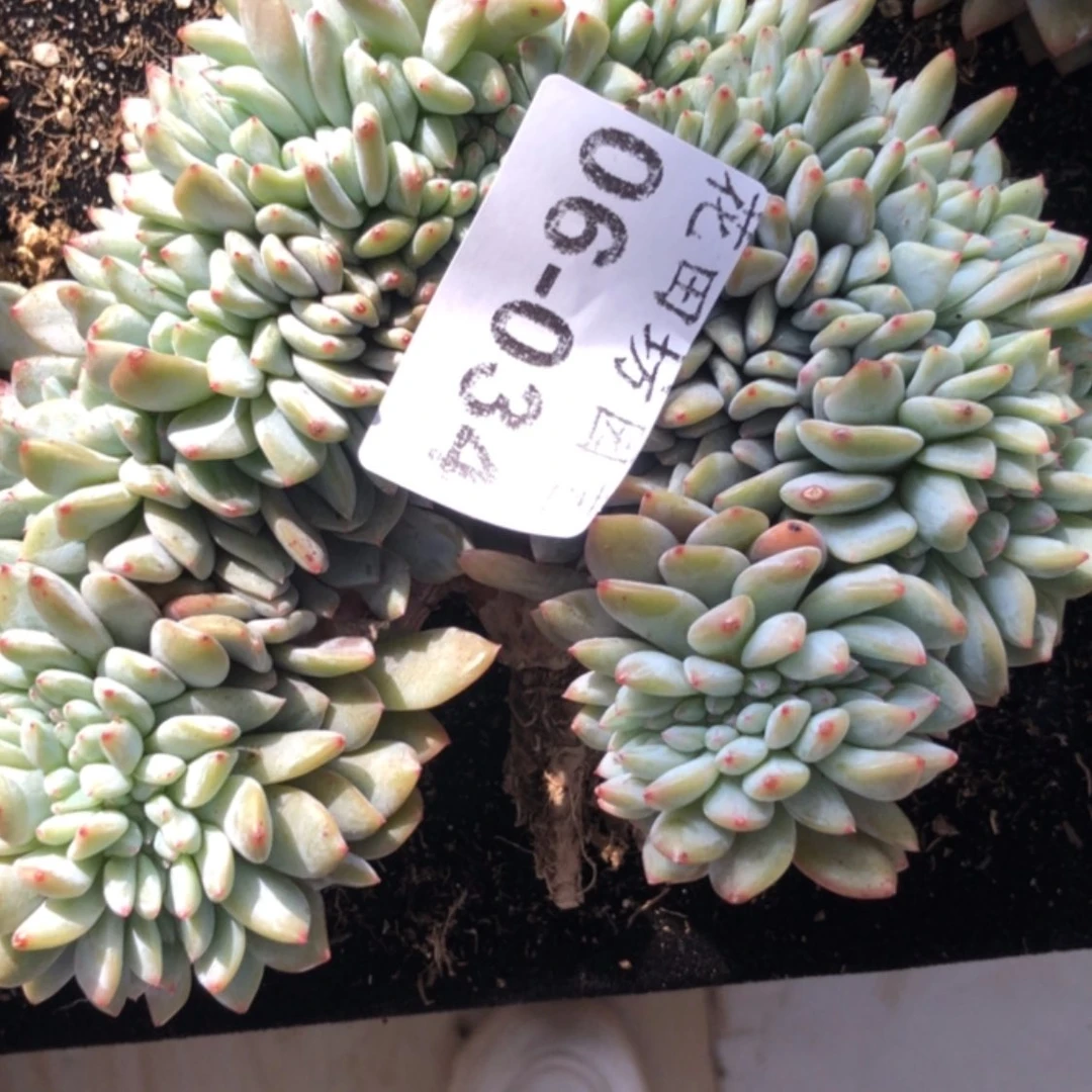 【闪购商品】淡**忆06.34星影缀瑕疵