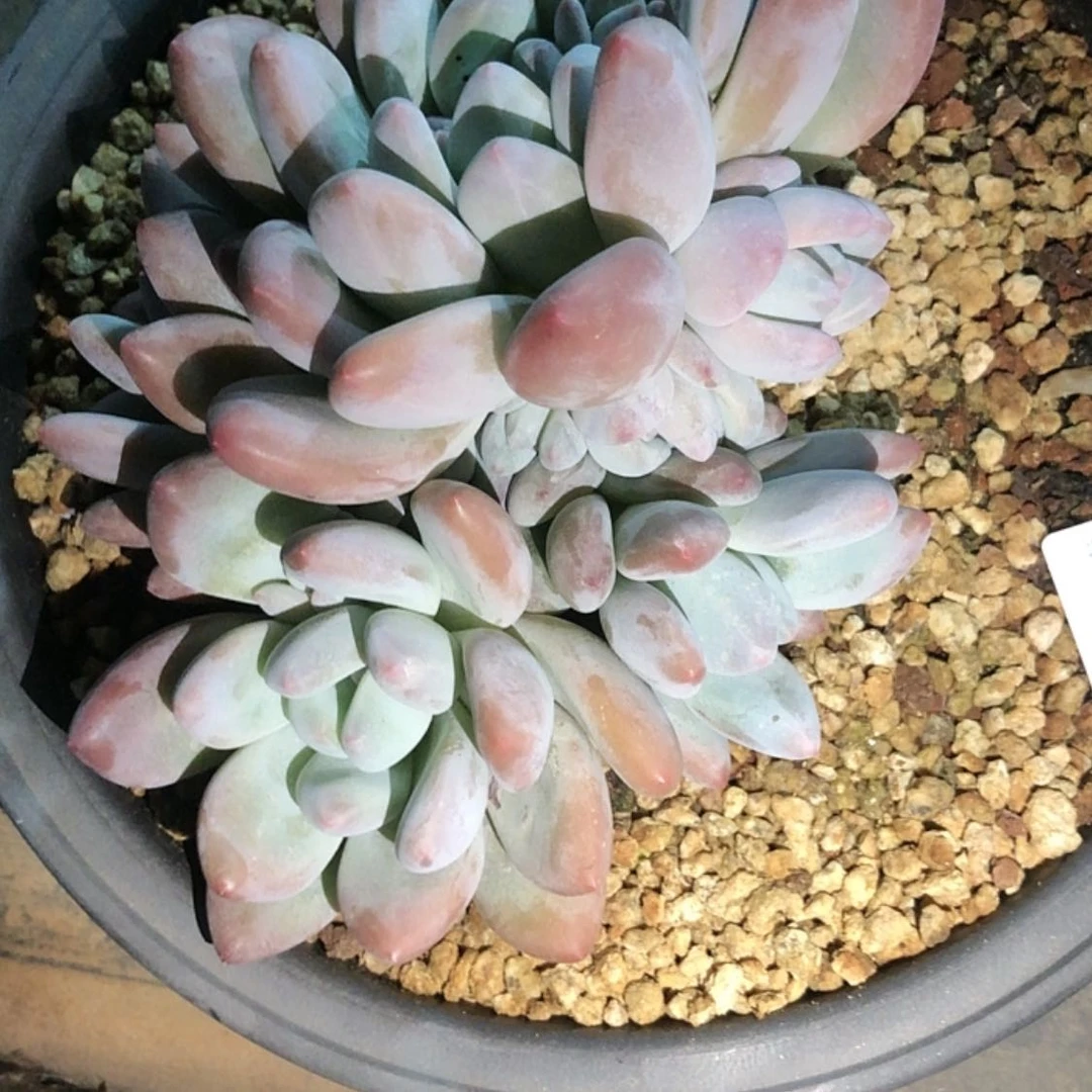 【闪购商品】若22.45香水