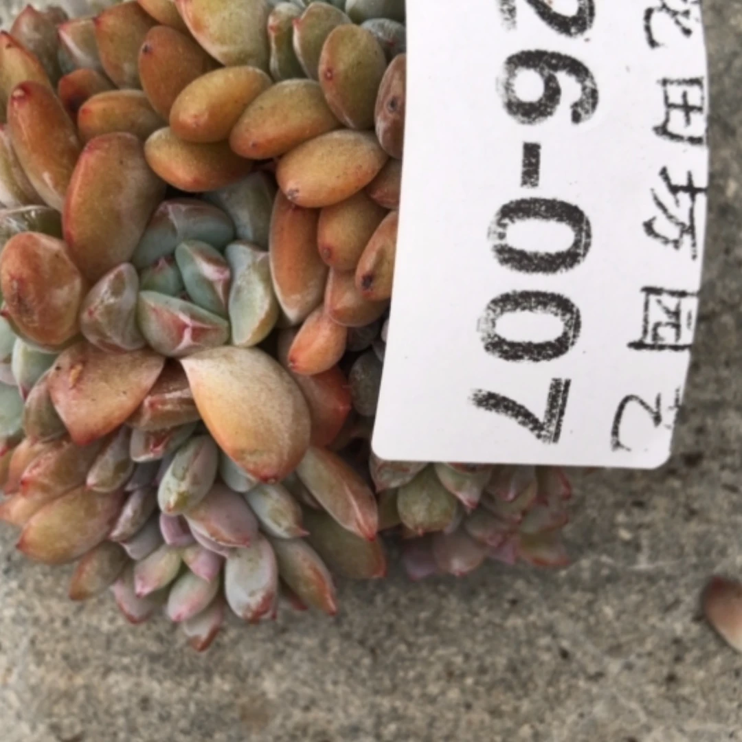 【闪购商品】市**民26.07石榴籽瑕疵