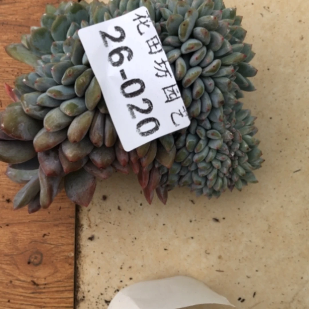 【闪购商品】简***e26.20石榴籽瑕疵