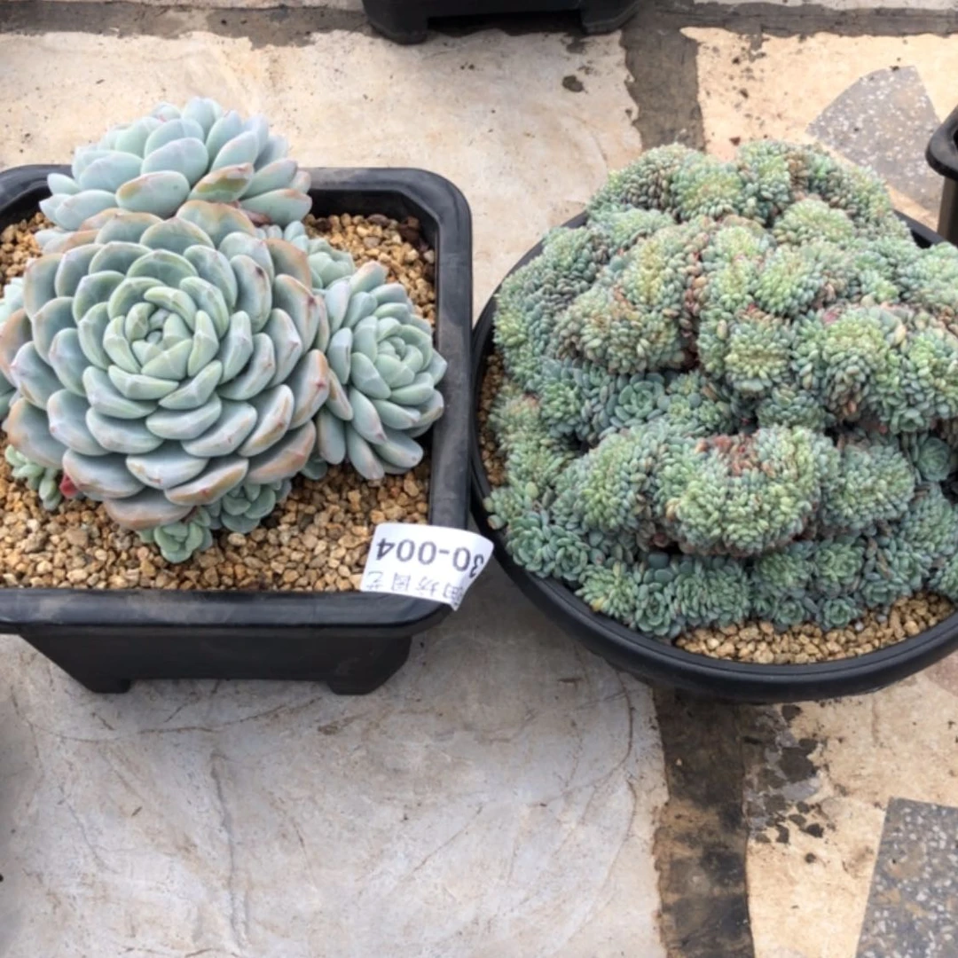 【闪购商品】水**恋30.04白胖子冰玉