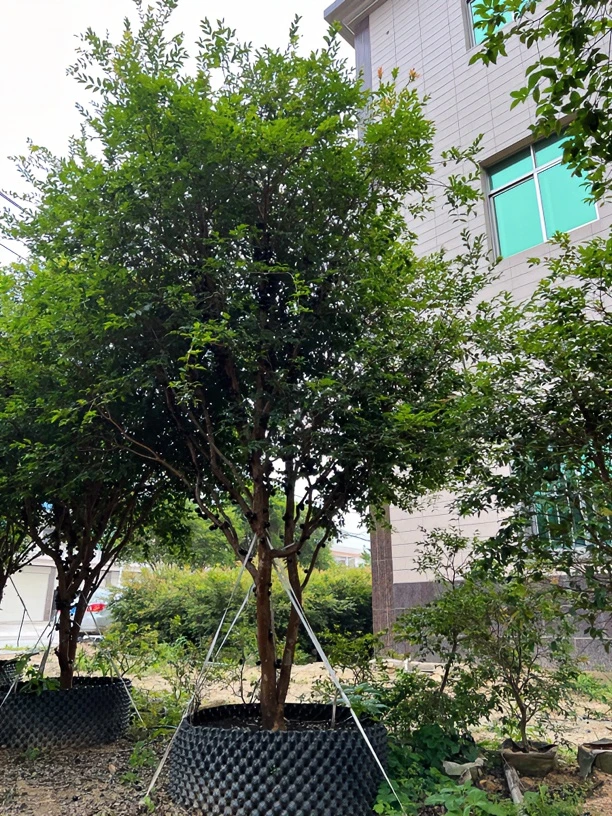 沙巴盆景直播间专用一物一拍