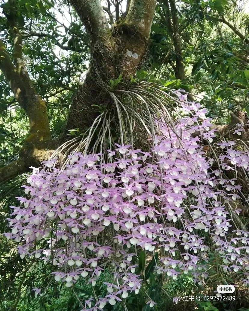 繁花月圆花植大包翘一花一拍