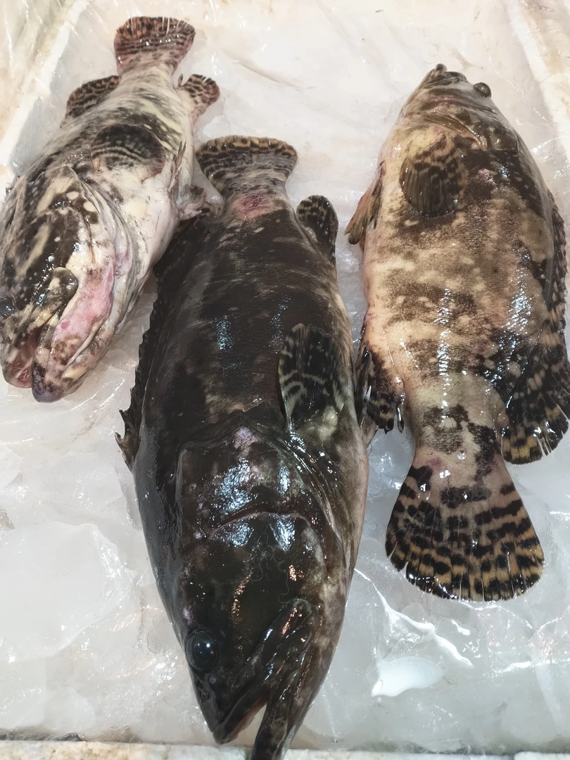 石斑鱼珍珠斑新鲜海产