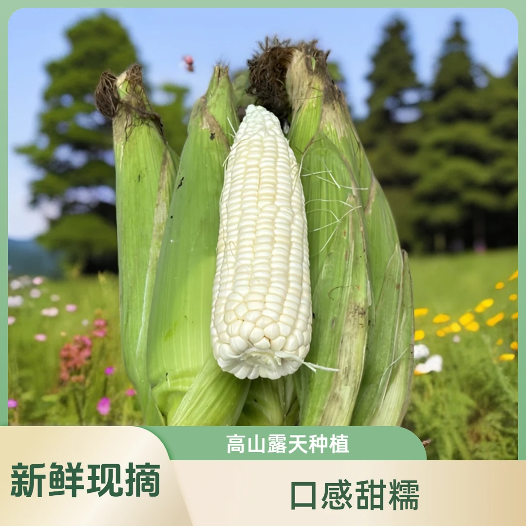 重庆高山小甜糯玉米农家露天种植好吃新鲜现摘现发白糯玉米发包邮