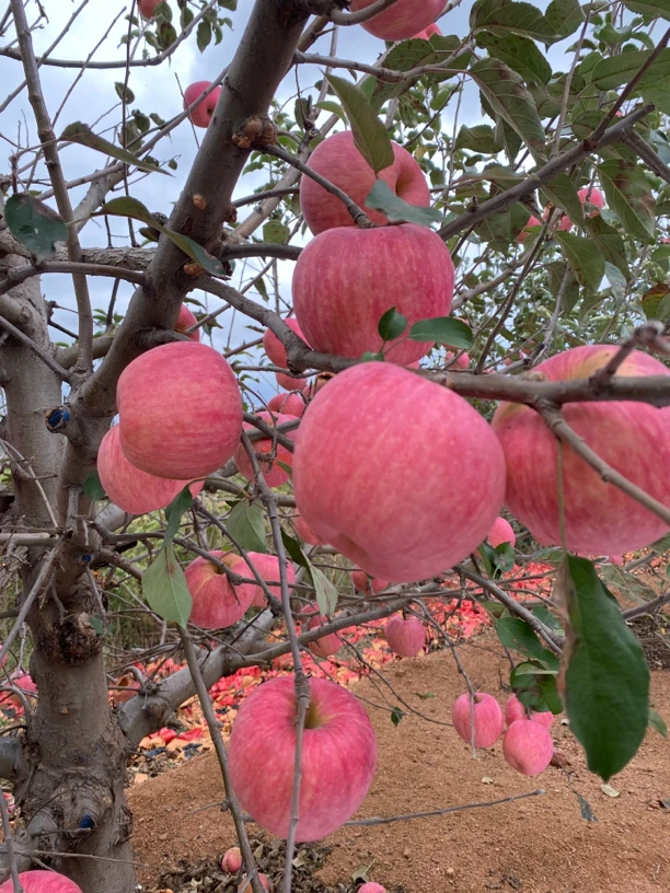 粉丝福利款 新鲜烟台红富士脆甜产地直发 净重4.3斤