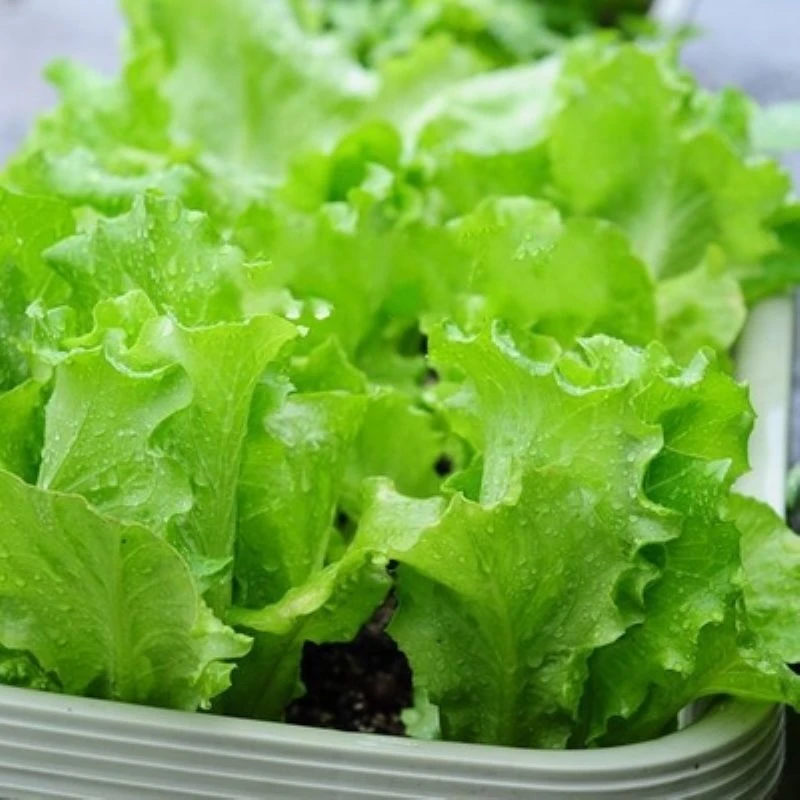 四季奶油生菜种子可生吃阳台盆栽夏季耐热蔬菜种籽农家玻璃生菜种
