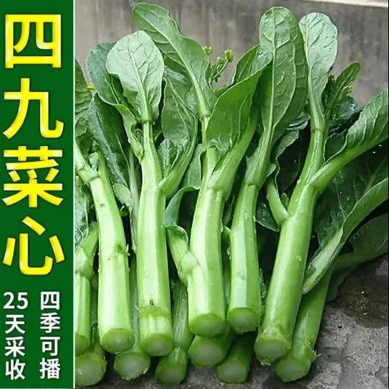 速生25天四季菜心种子四九甜脆菜心耐热农家青菜苔翠绿生长