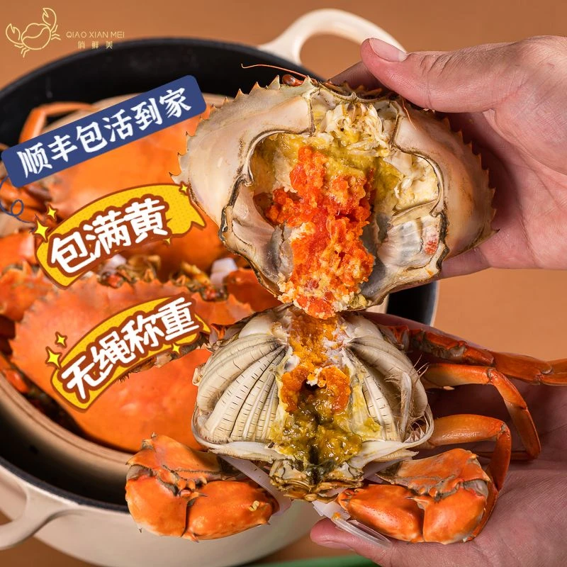 当季广州黄油膏蟹单只3.5-3.9两包邮包活包满黄2只装