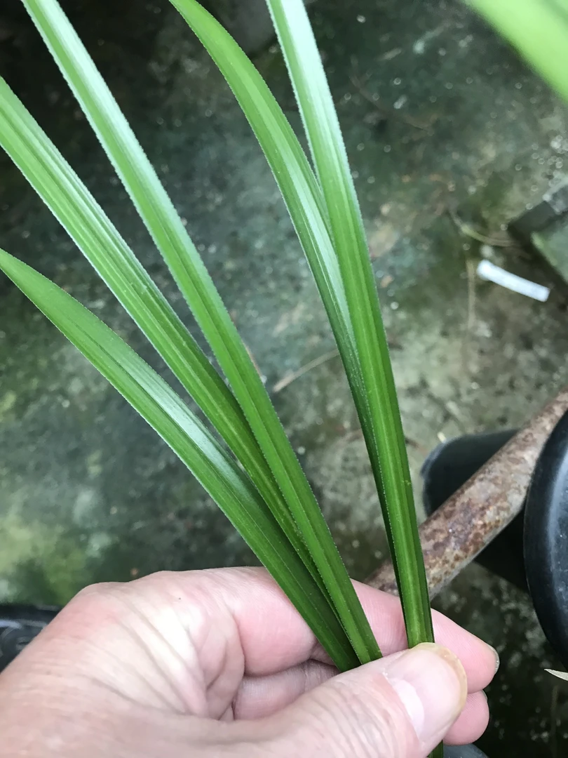 兰花一物一拍、直播间专用